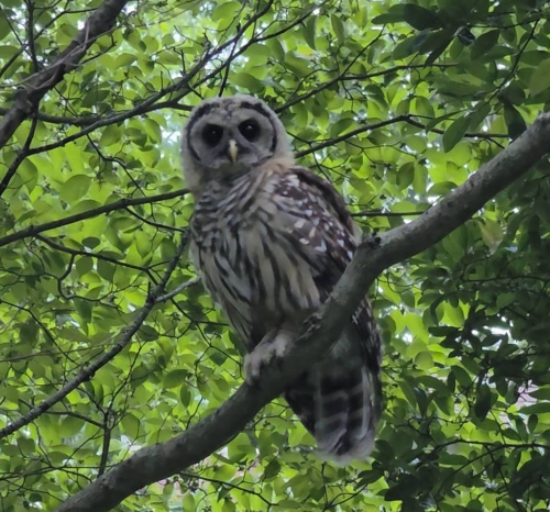 Owl