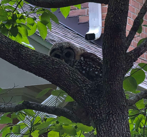 Owl