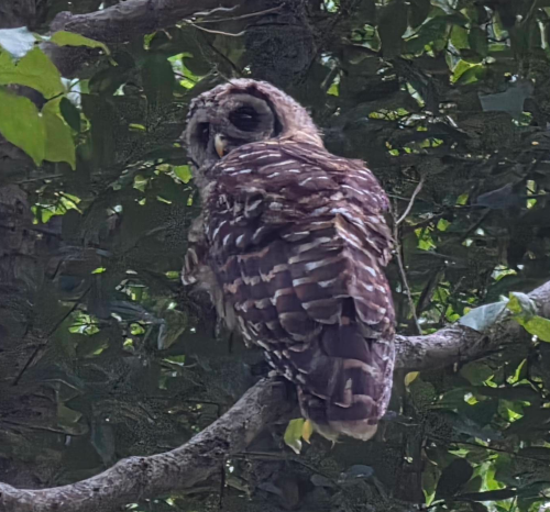 Owl