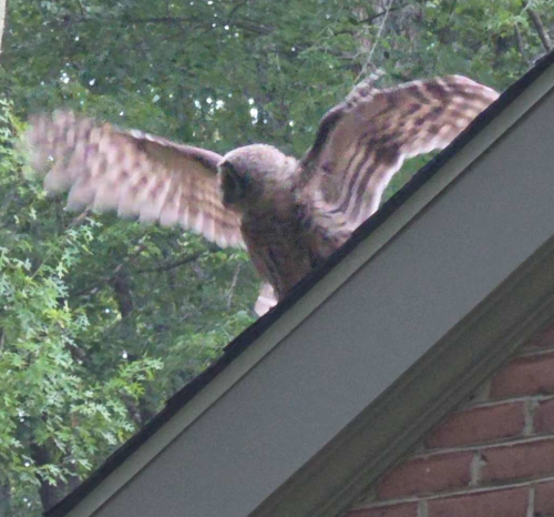 Owl