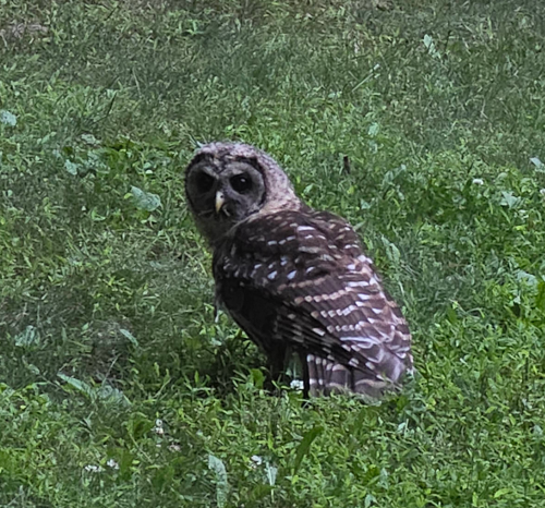 Owl