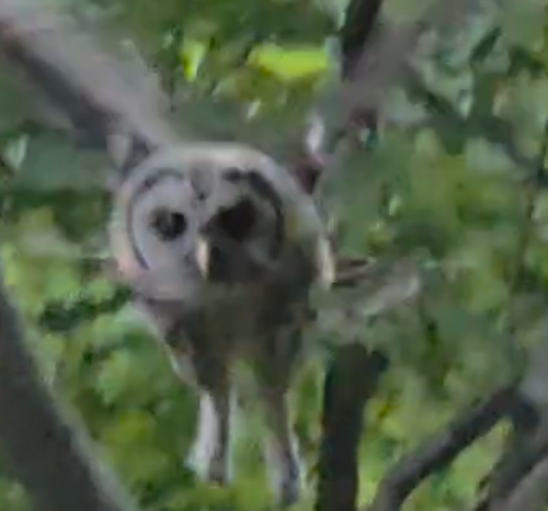 Owl